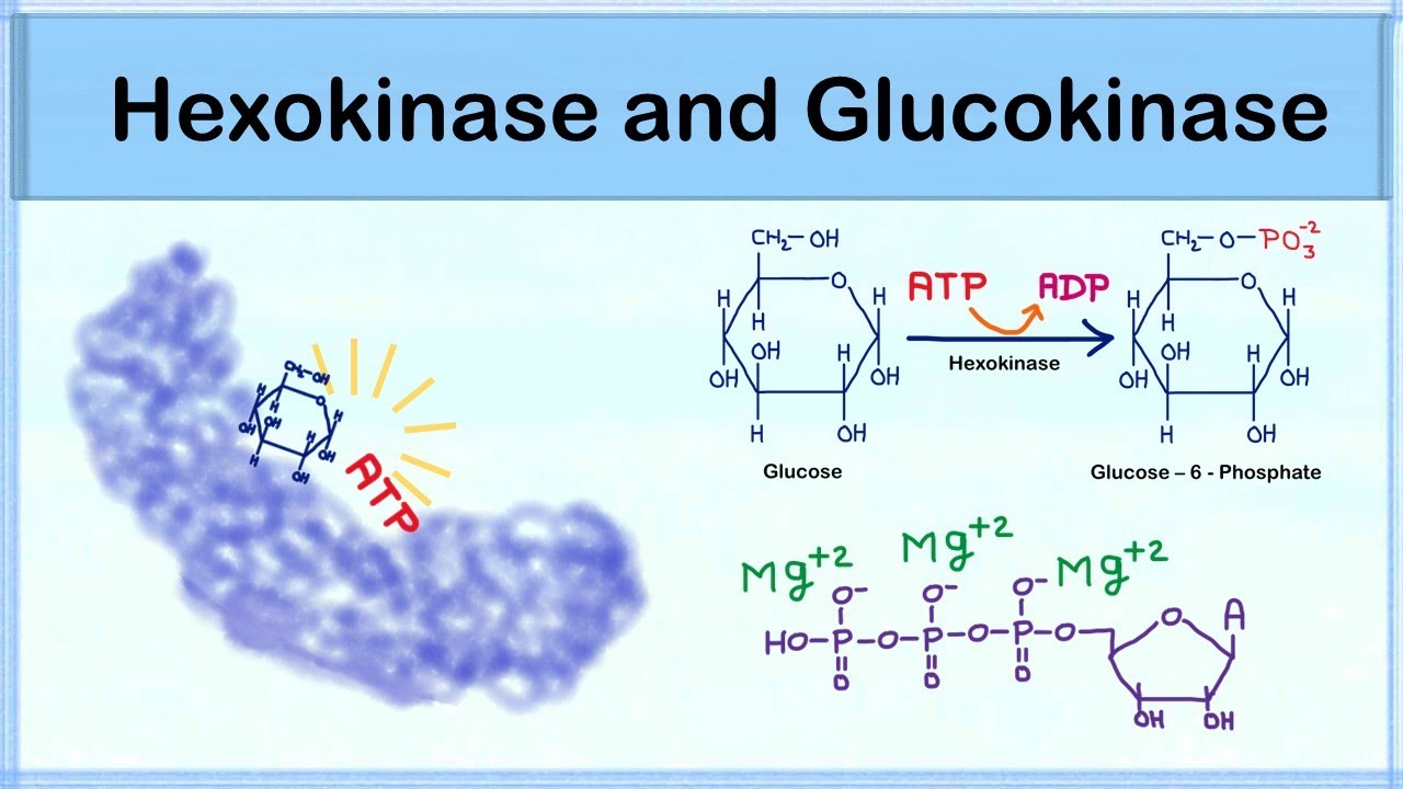 Hexokinase and Glucokinase