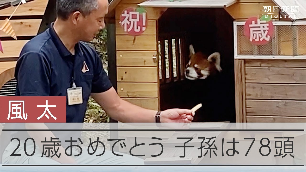 「立てるんです」の風太が20歳　子孫は78頭
