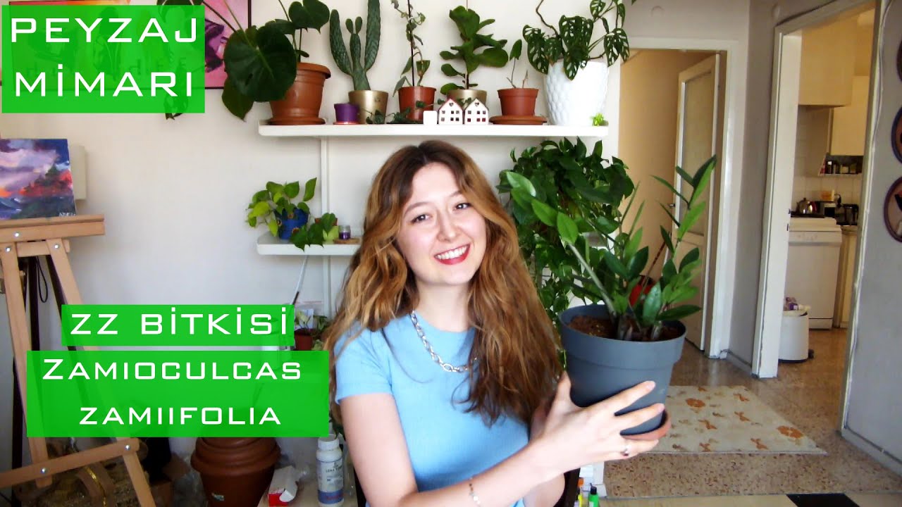 ZZ Bitkisi hakkında her şey (Zamioculcas zamiifolia)