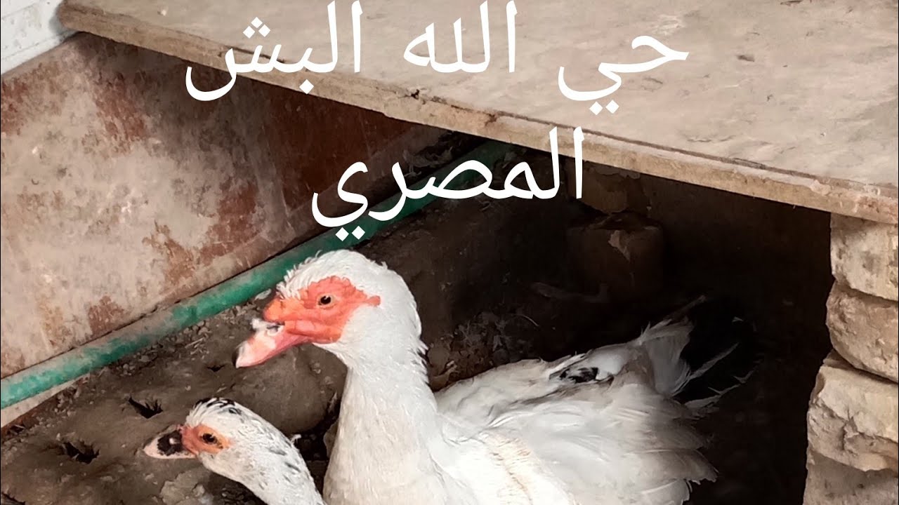 اليوم زرعنه ☘️ وجبنه بش مصري فحل  جديد  والغندوره اتبشر الخير