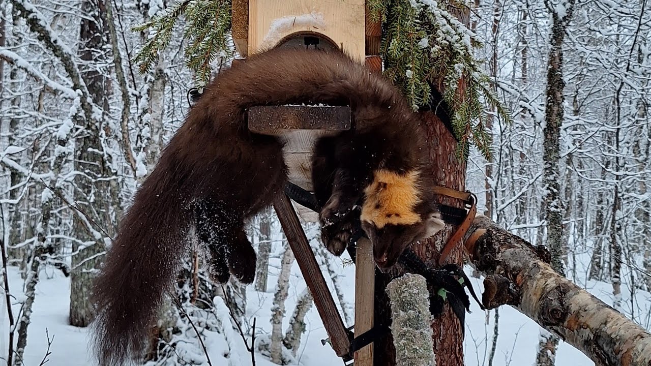 Winterhunter S2E5 - Route of a Trapper