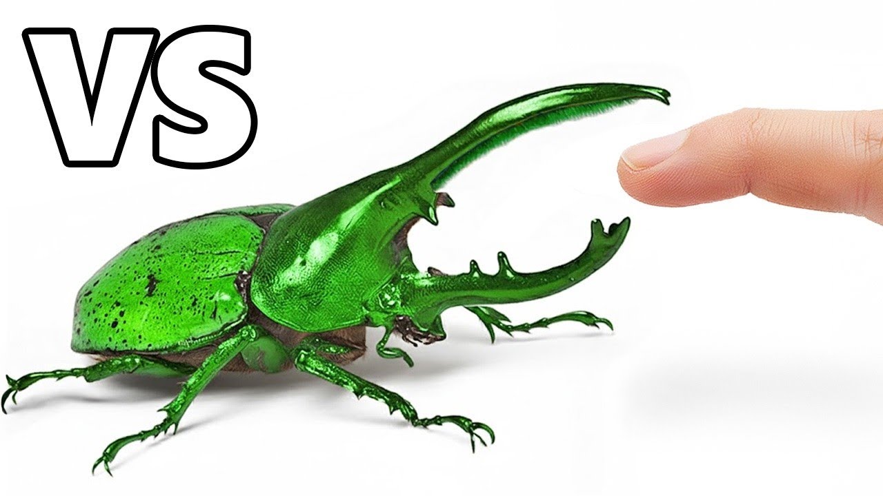 Die Tödlichsten Insekten vs. Finger