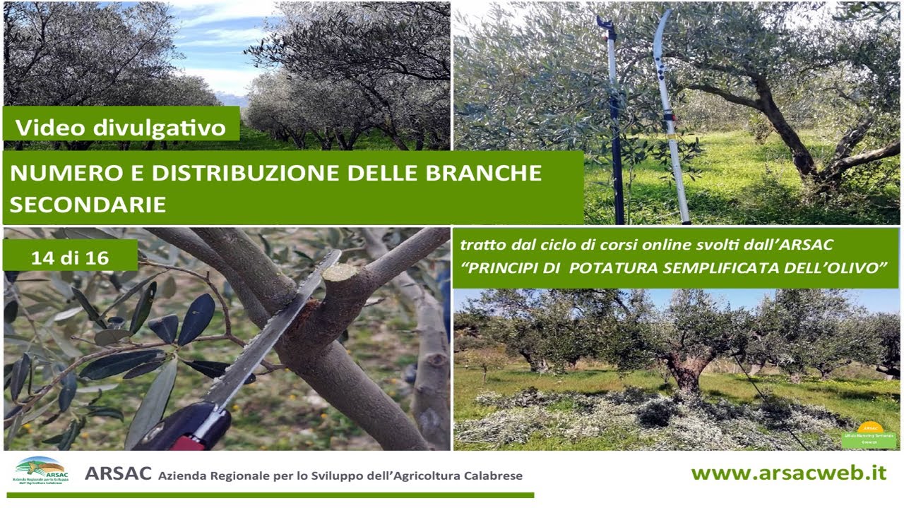 14. Numero e distribuzione delle branche secondarie - Principi di potatura semplificata dell'olivo