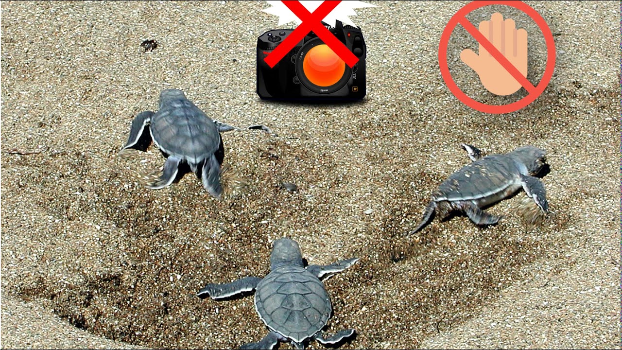 TUTO TORTUES - Menaces & Protection 10 - Que faire si je vois un bébé tortue sur la plage ?