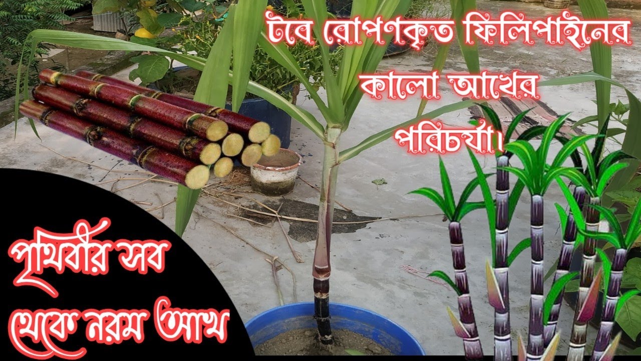 ফিলিপাইনের কালো আখ রোপন ও পরিচর্যা। চারা কোথায় পাবেন?