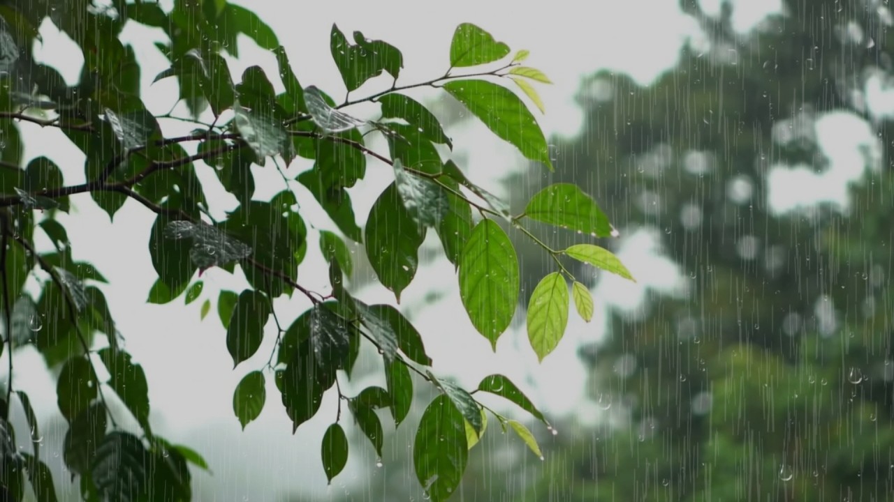 Peaceful Heavy Rain Sounds | No Thunder, Forest Ambience for Deep Sleep & Relaxation