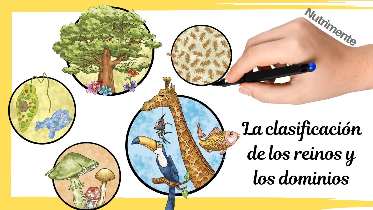 La clasificación de los REINOS y los DOMINIOS