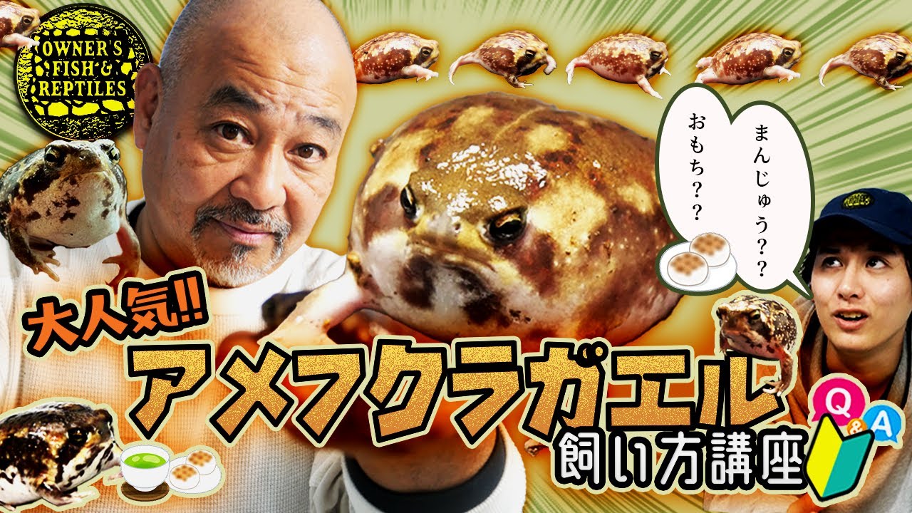 【大人気】アメフクラガエルの飼い方講座【カエル】