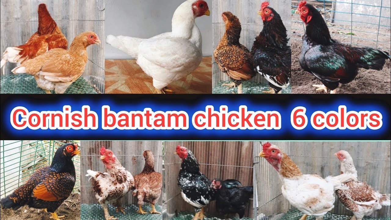 Cornish bantam chickens | Top 6 colors of Cornish bantam chicken | Cornish bantam chicken price