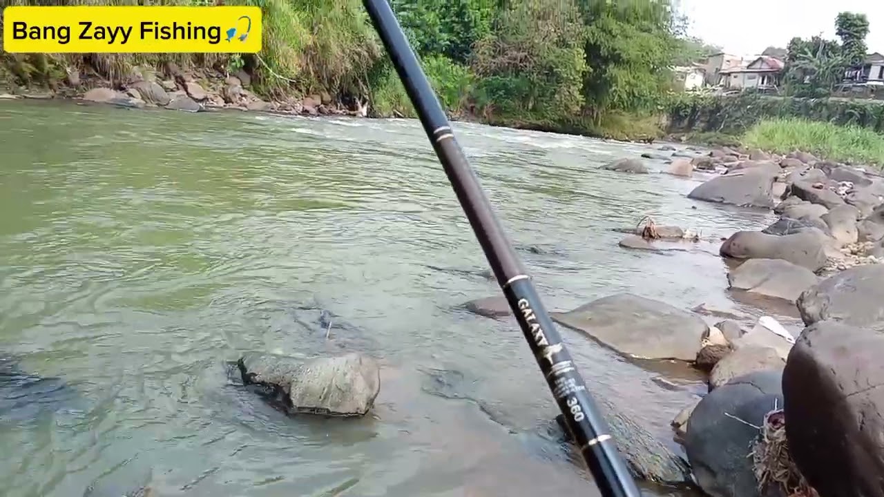 CEK SPOT SADANE BELAKANG HOTEL BRAJA MUSTI BOGOR BARAT BERBURU REGIS/GEHEK SIRIP KUNING🎣❗❗