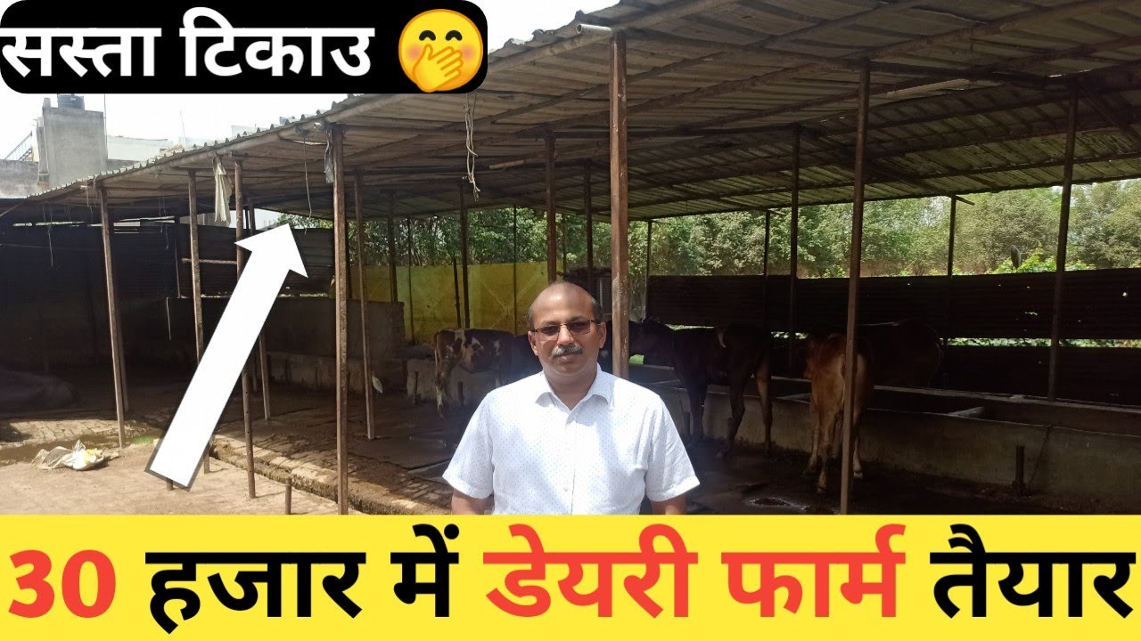30 हजार में 25 गाय का डेयरी फार्म तैयार - सस्ता टिकाऊ DAIRY FARM