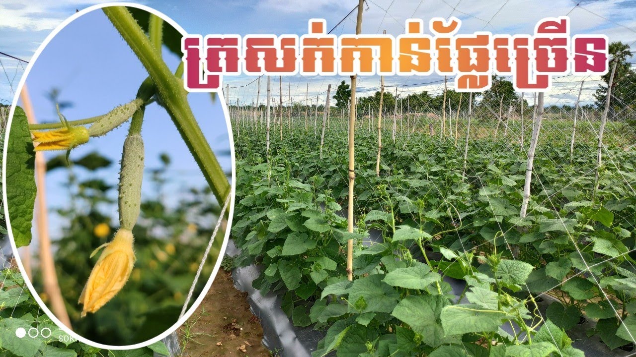 ត្រសក់កាន់ផ្លែច្រើន