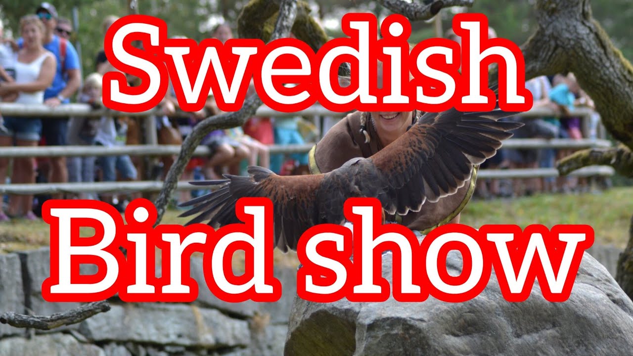 Sweden - Kolm&aring;rden's Breathtaking Bird of Prey Show | &Ouml;rnar n&auml;ra inp&aring;