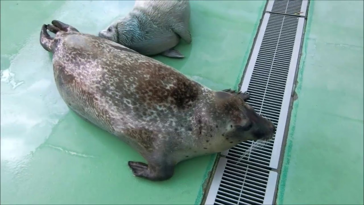 【アザラシ】はしゃぎ過ぎたお母さん（伊勢シーパラダイス／水族館）