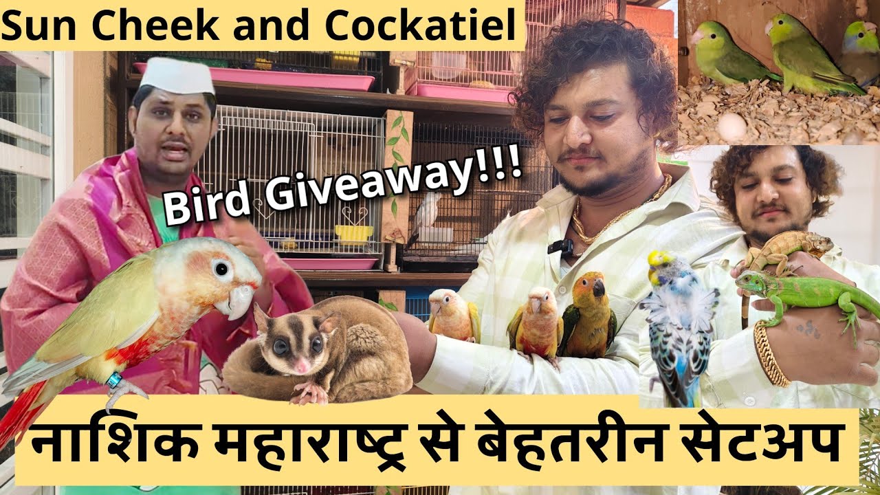 Bird Setup Nashik Maharashtra | Raghu Maina Exotics | Sun Cheek Conure & Cockatiel breeding setup