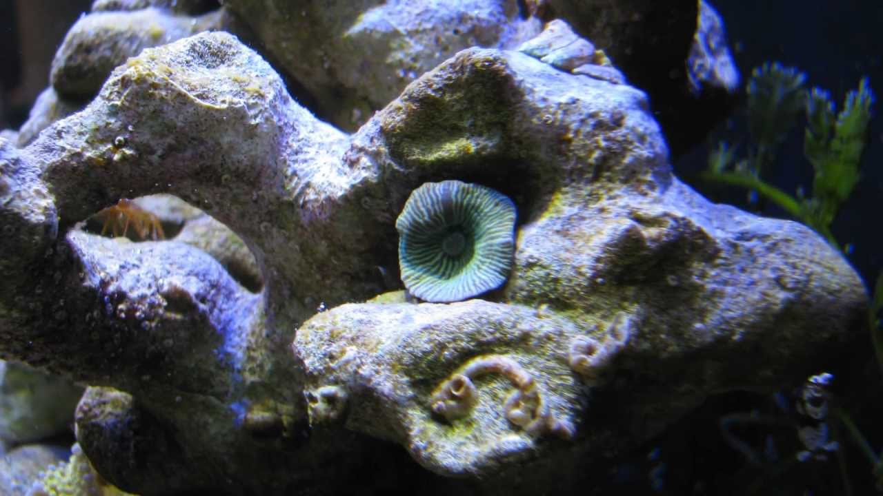 Scheibenanemone Zeitraffer