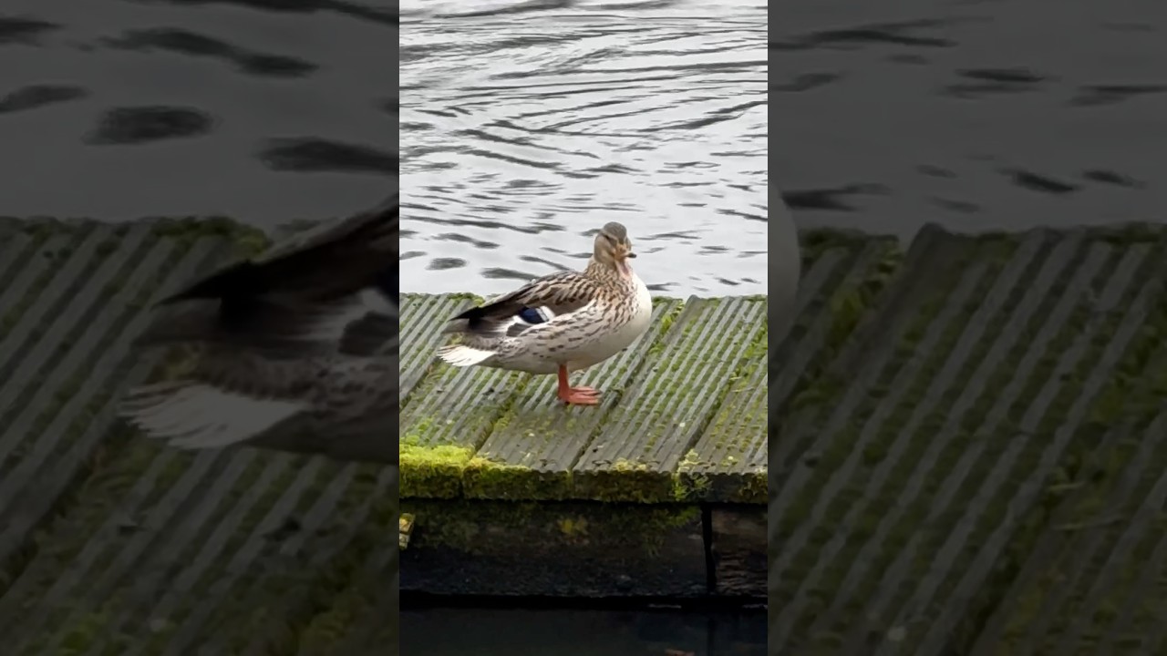 #eend #duck yawns #duckhunt  #birds #amsterdamse bos #amsterdam forest #nederland #netherlands