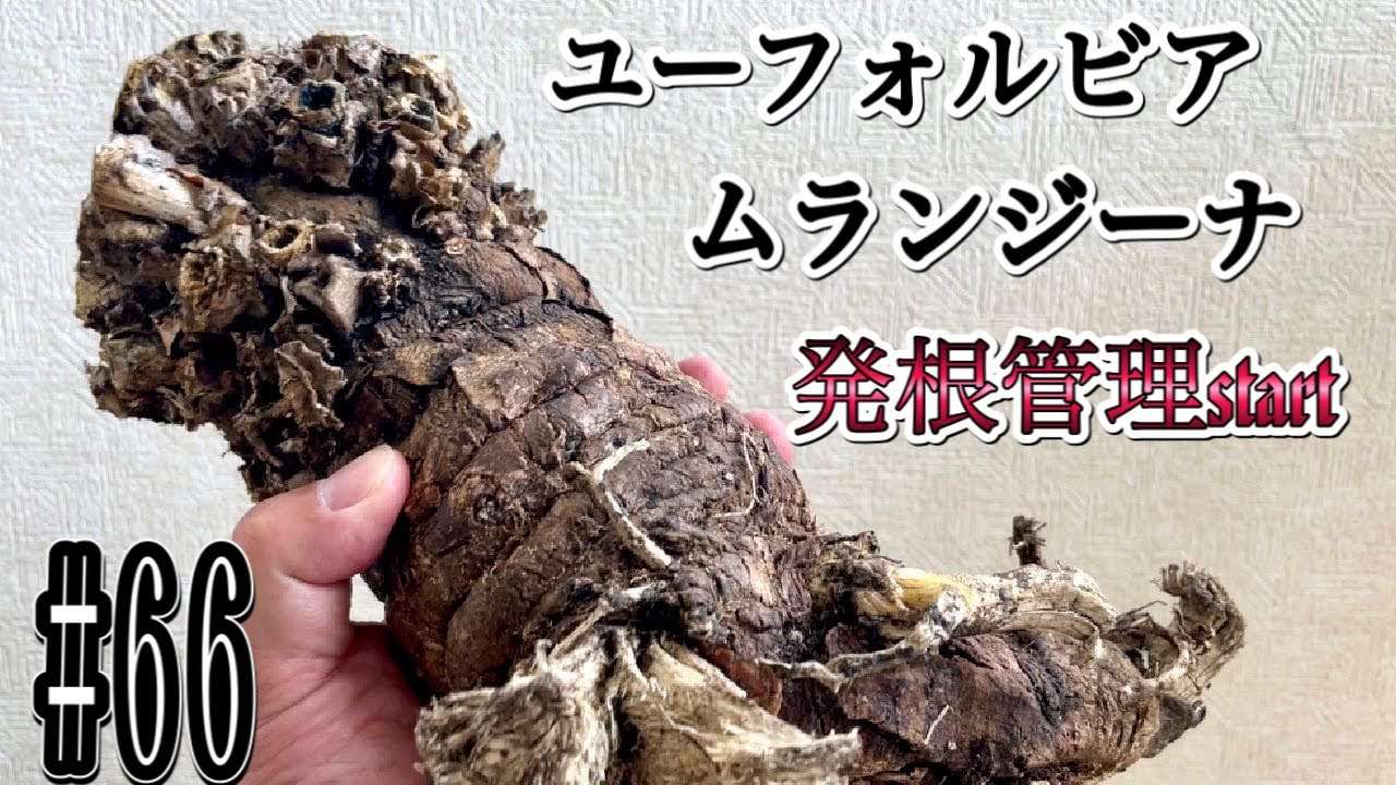 『塊根植物/コーデックス』ユーフォルビア　ムランジーナ発根管理start