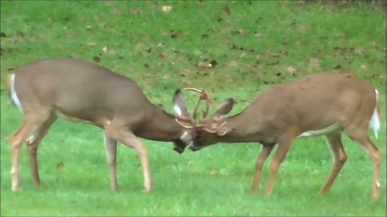 Deer & Coyote