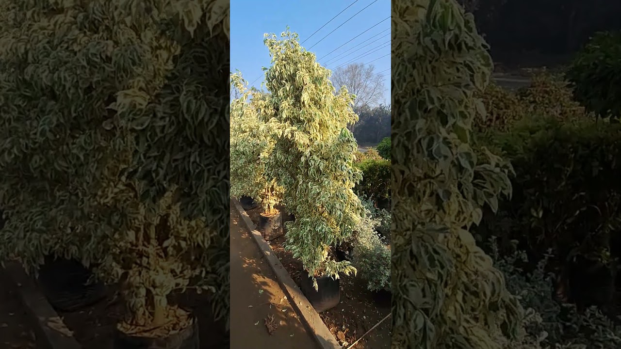 Ficus star light available all size my contact and WhatsApp number 98979 79389 