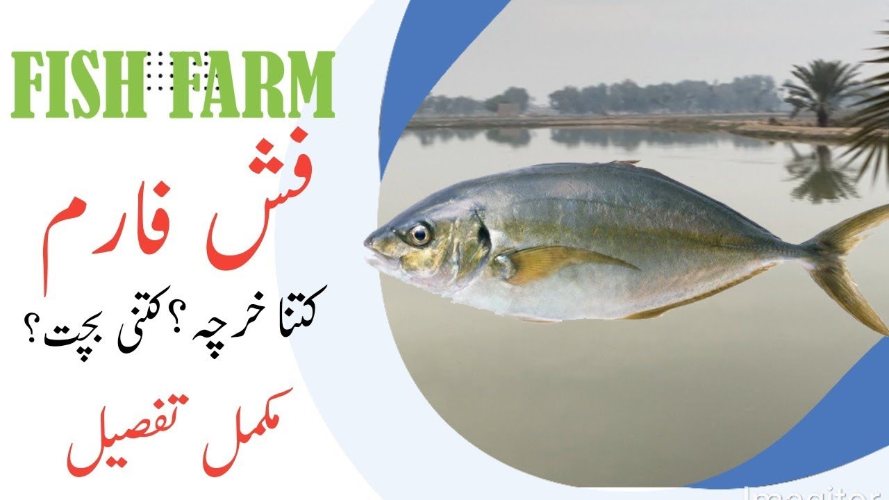 Make Money From Fish Farming || Investment & Profit