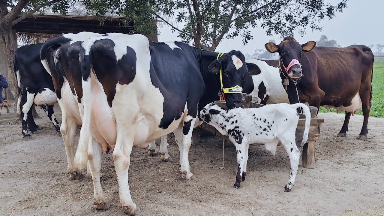 Big cow | Friesian chulstani cross cow for sale in Pakistan | 10/02/2026