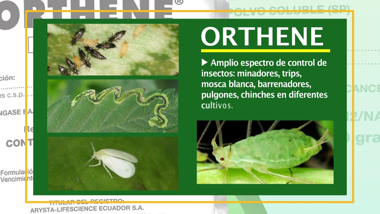 Orthene Insecticida Agrícola