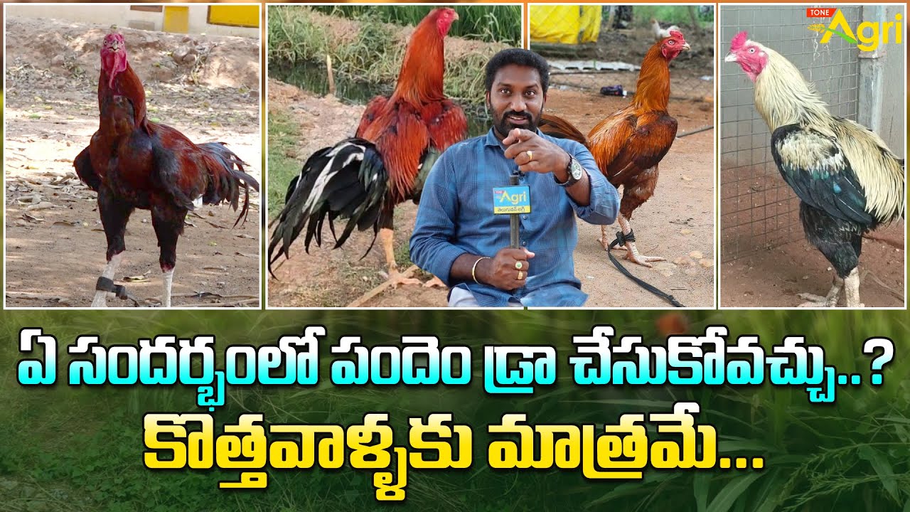 Pandem Punju Rearing | ఏ సందర్భంలో పందెం డ్రా చేసుకోవచ్చు..? కొత్తవాళ్ళకు మాత్రమే... Tone Agri