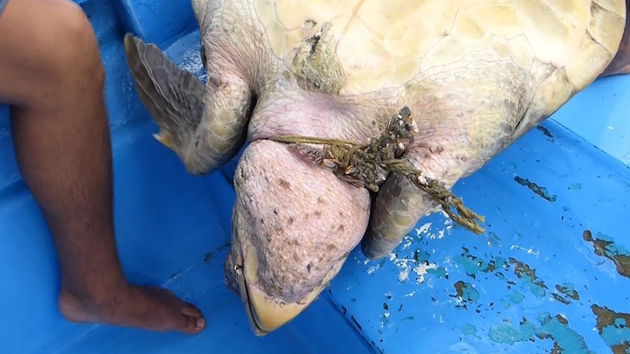 СПАСЕНИЕ морских черепах в Мексике, Испании и США (Часть 1) 🐢 Спасение животных #5