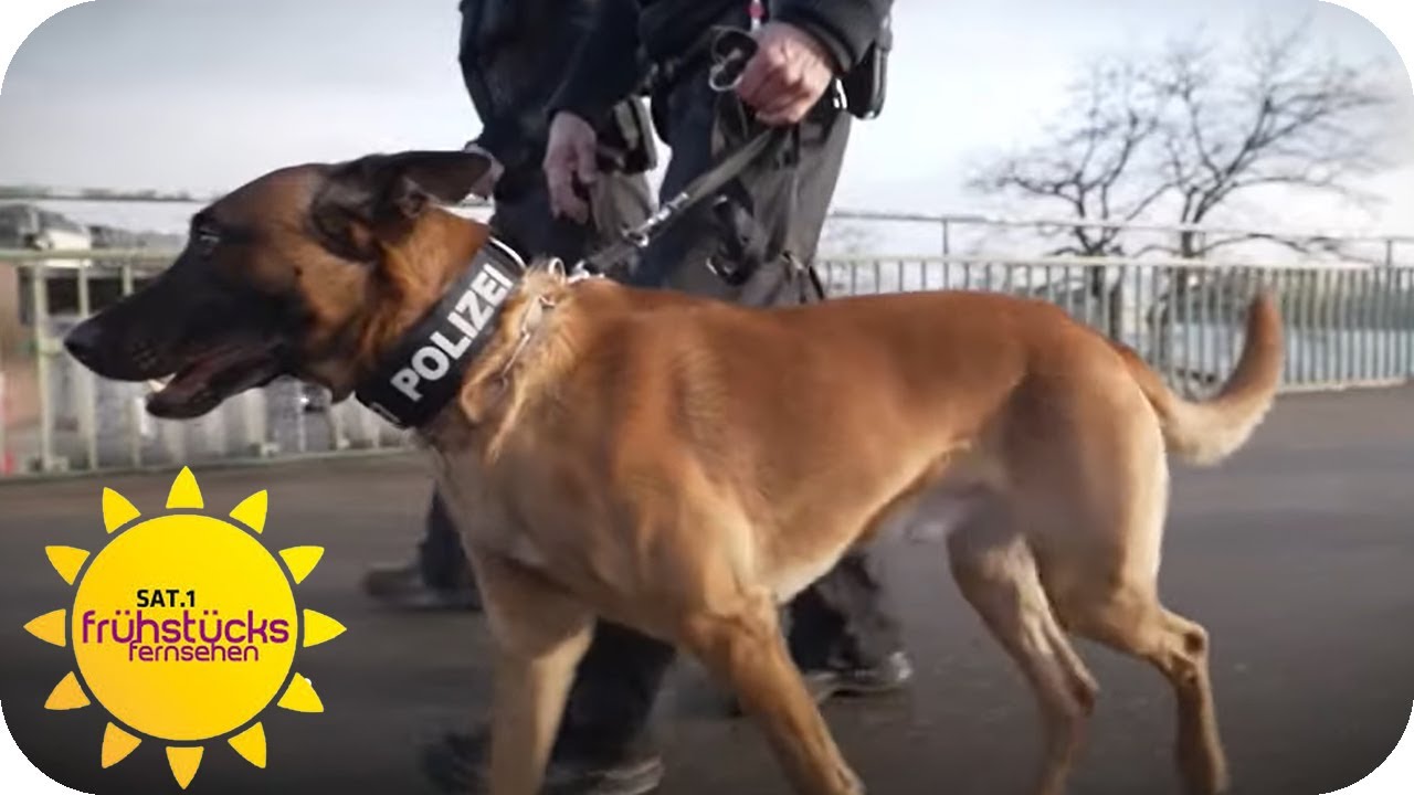 Vom Streuner zum Polizeihund - die Geschichte von Schäferhund Clint | SAT.1 Frühstücksfernsehen
