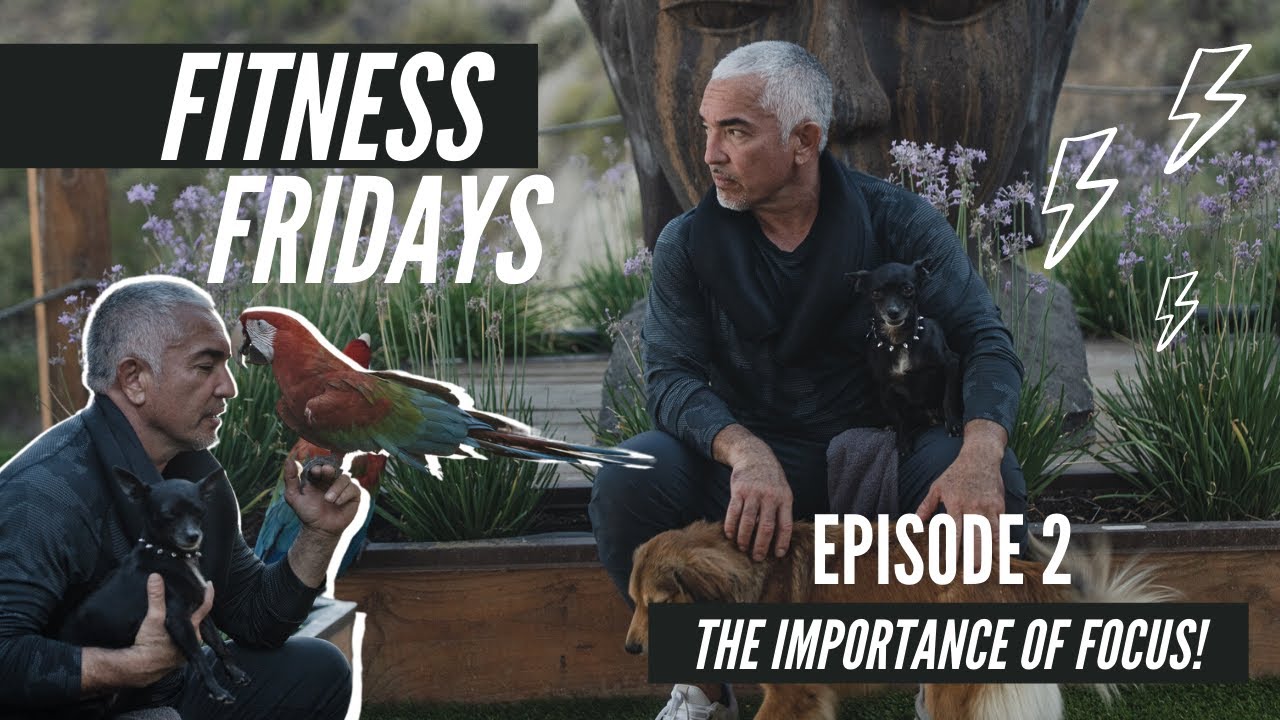 The Importance of Focus on Cesar Millan's Fitness Fridays
