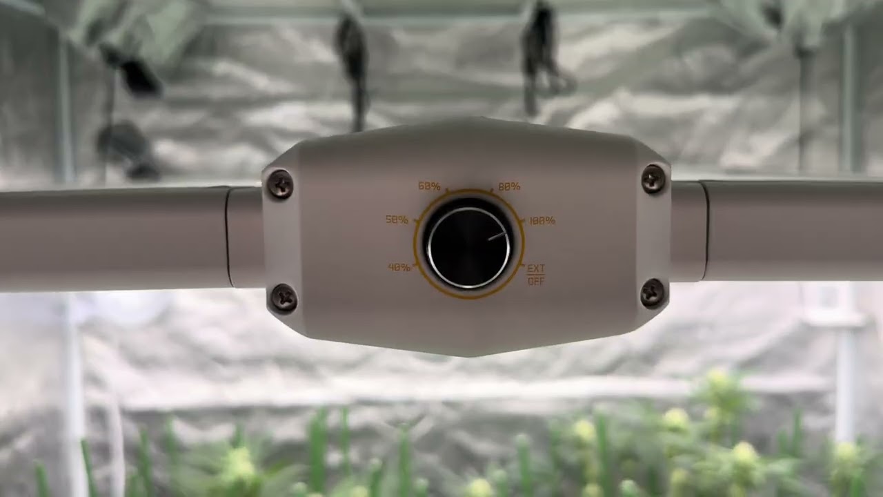 Day 30 flower. Buds beefin up 