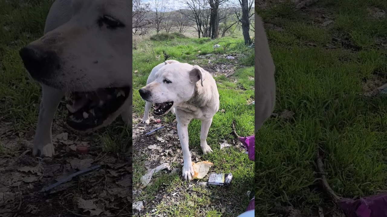 Rumänien, Waldhunde ... Kommen sie , finden wir welche ... Mal sehen ...
