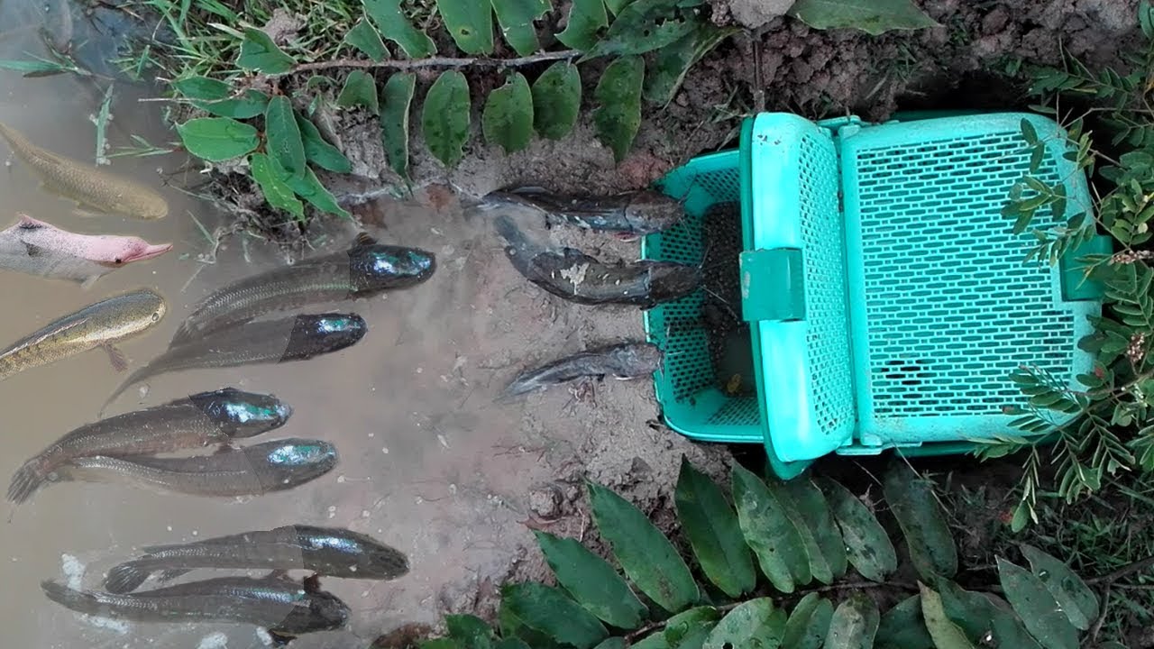 Wow! Amazing Boy Creative Fish Trap Using Basket To Catch A Lot Of Fish-How To Make Basket Fish Trap