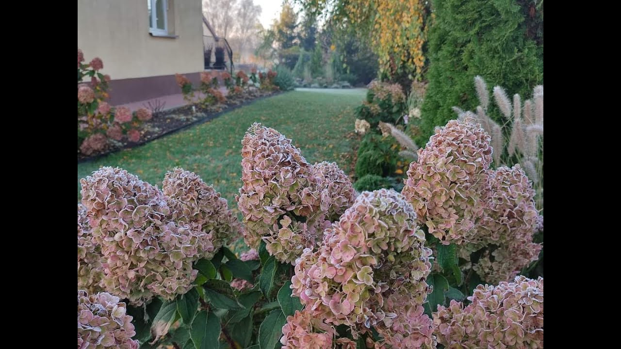 Cięcie hortensji bukietowych🧤✂️