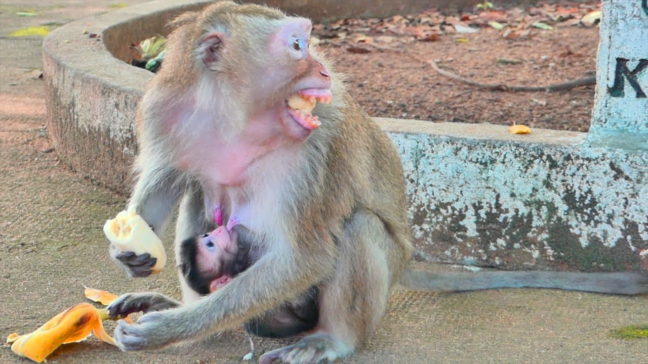 My God ! Mama monkey TEVA sits give milk for newborn - when she busy eats food has feels scary