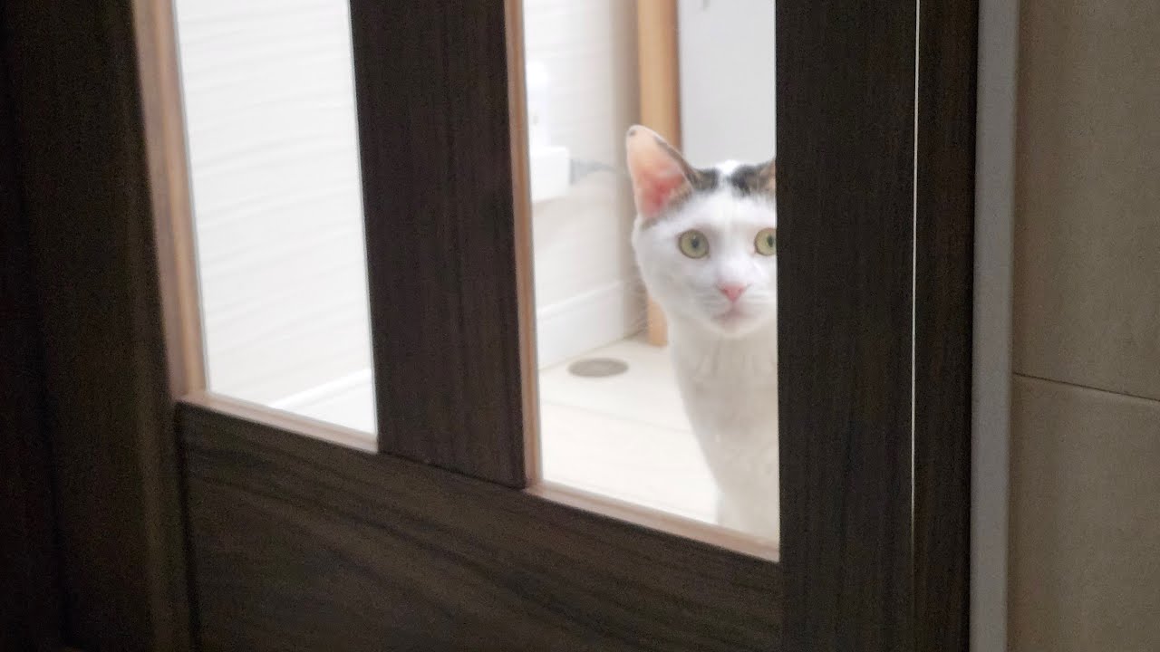 2/7 土曜日の猫たち【ねこカフェおむすびさんとコラボ配信だよ🍙】