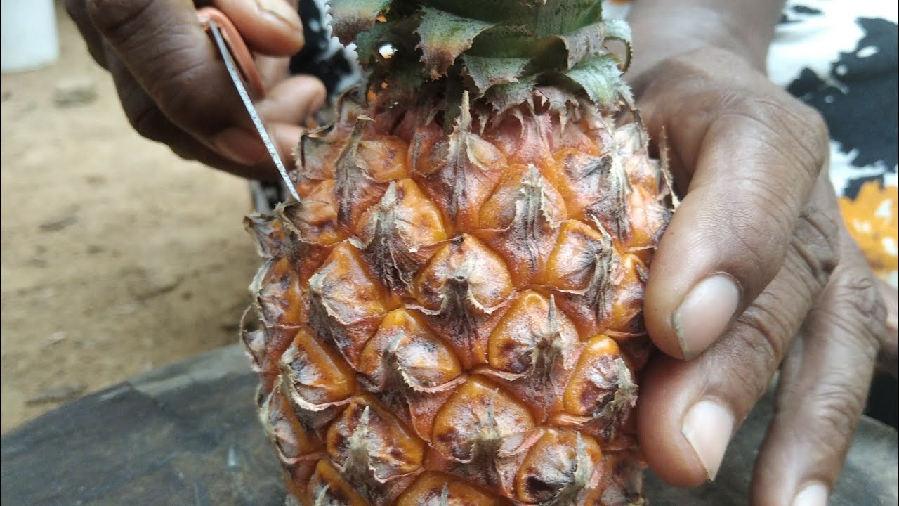 How  to  cut a Pineapple  without  wasting /Pineapple  desert /#Foodtradition