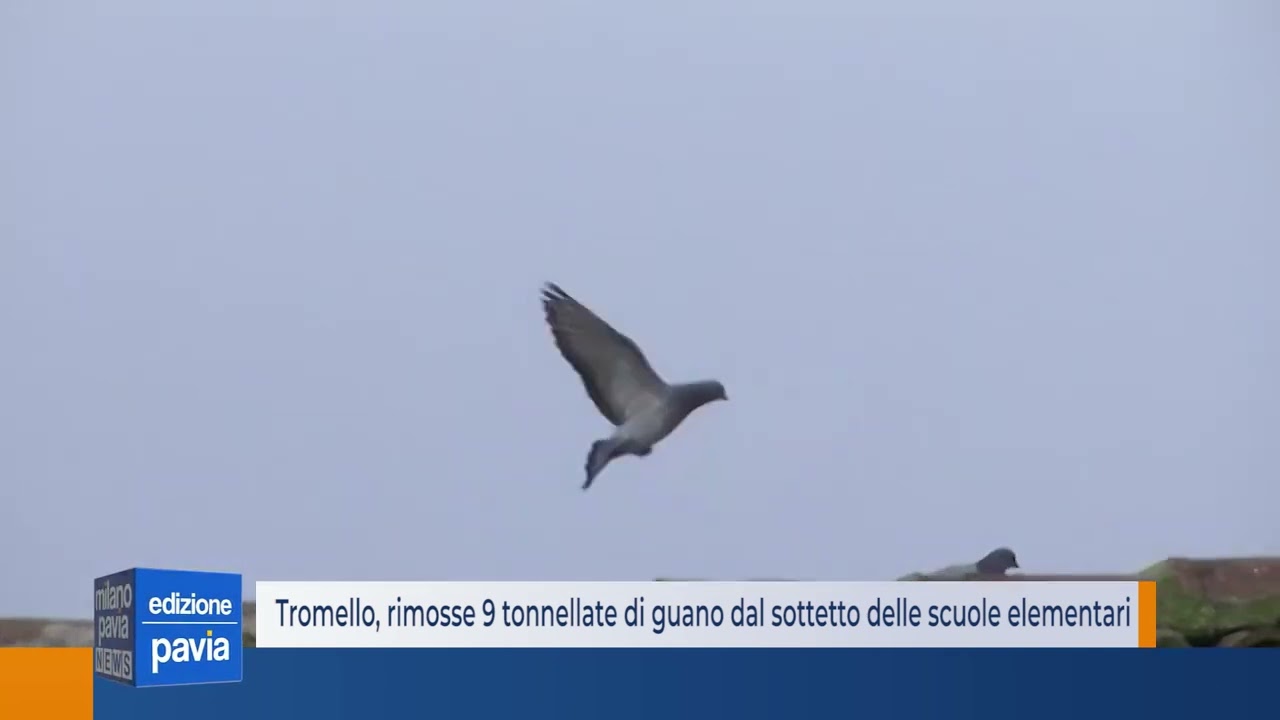 Tromello, rimosse 9 tonnellate di guano dal sottotetto delle scuole elementari
