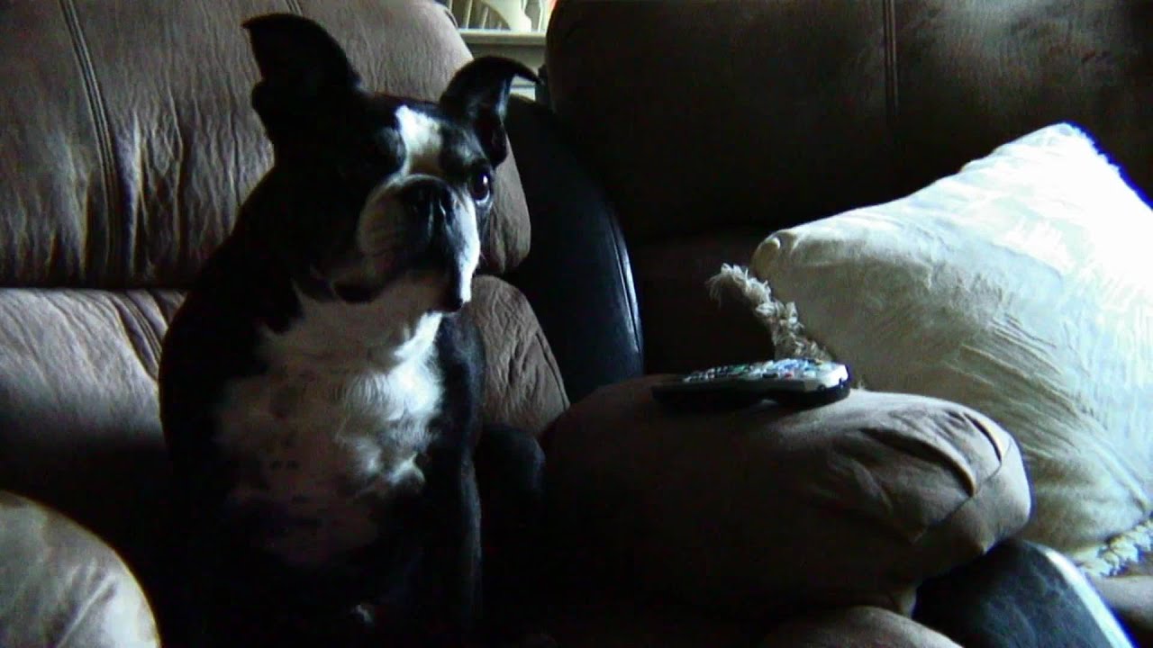 Hungry Dog [HD]