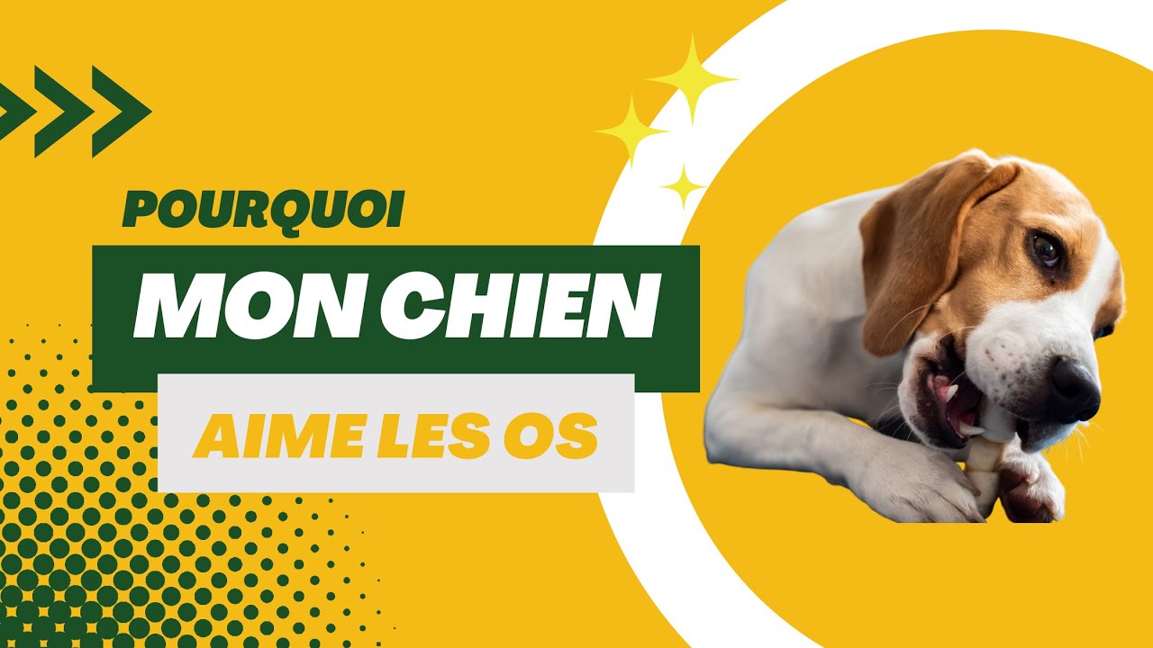 Pourquoi les chiens adorent les os ? 🦴🐾❤️