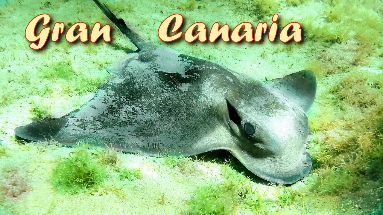 Snorkeling - Gran Canaria 🐠 Eagle Ray, Octobus, Starfish