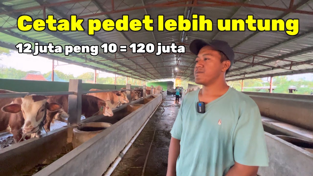 BREEDING SAPI LEBIH UNTUNG DARI PADA PENGGEMUKAN ‼️🔥🔥🔥