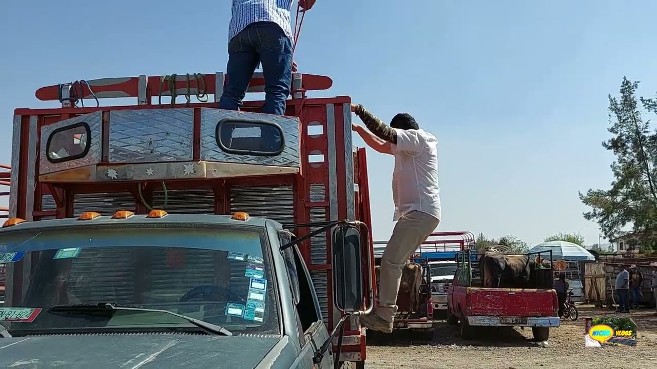 PLAZA GANADERA-LA GRANDE  YECAPIXTLA MORELOS,UNOS ENORMES TOROS,CABALLOS  DE LUJO Y BORREGASOS...