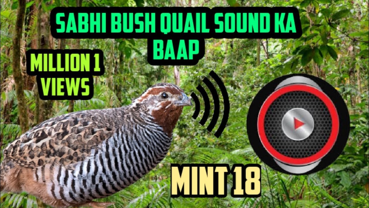 Sabhi bush quail sound ka baap | सभी सभी बटर आवाज का बाप |