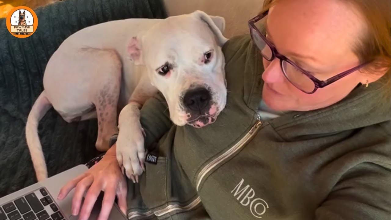 She Was Deaf, Unwanted, and “Unsellable” — Now She’s the Happiest Dog I Know