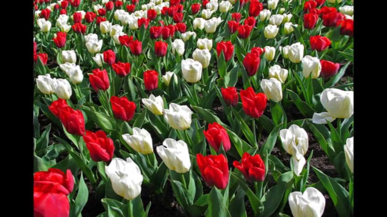 Riccardo Cocciante -  La nostra lingua italiana (testo in sincro)