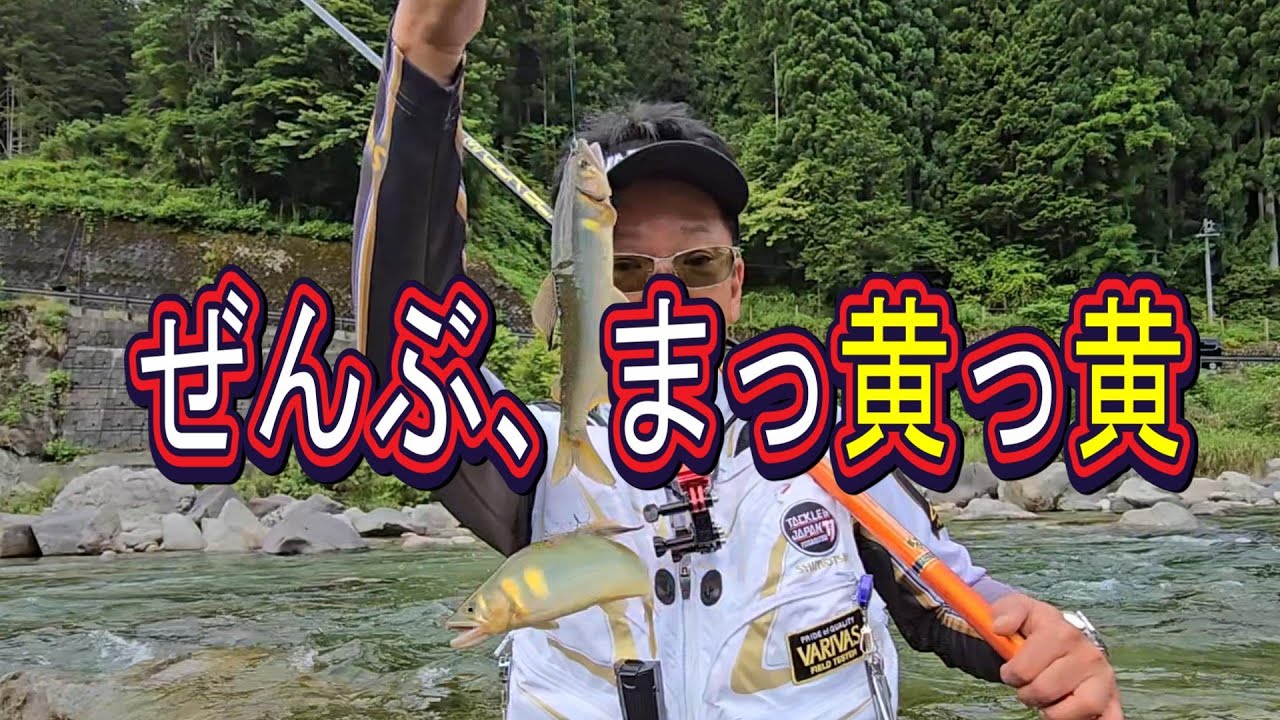 【馬瀬川上流アユ成育調査　法水観音～ふれあい橋】ぜんぶ、まっ黄っ黄　今年は良型！　利き鮎グランプリV　鮎釣り　解禁