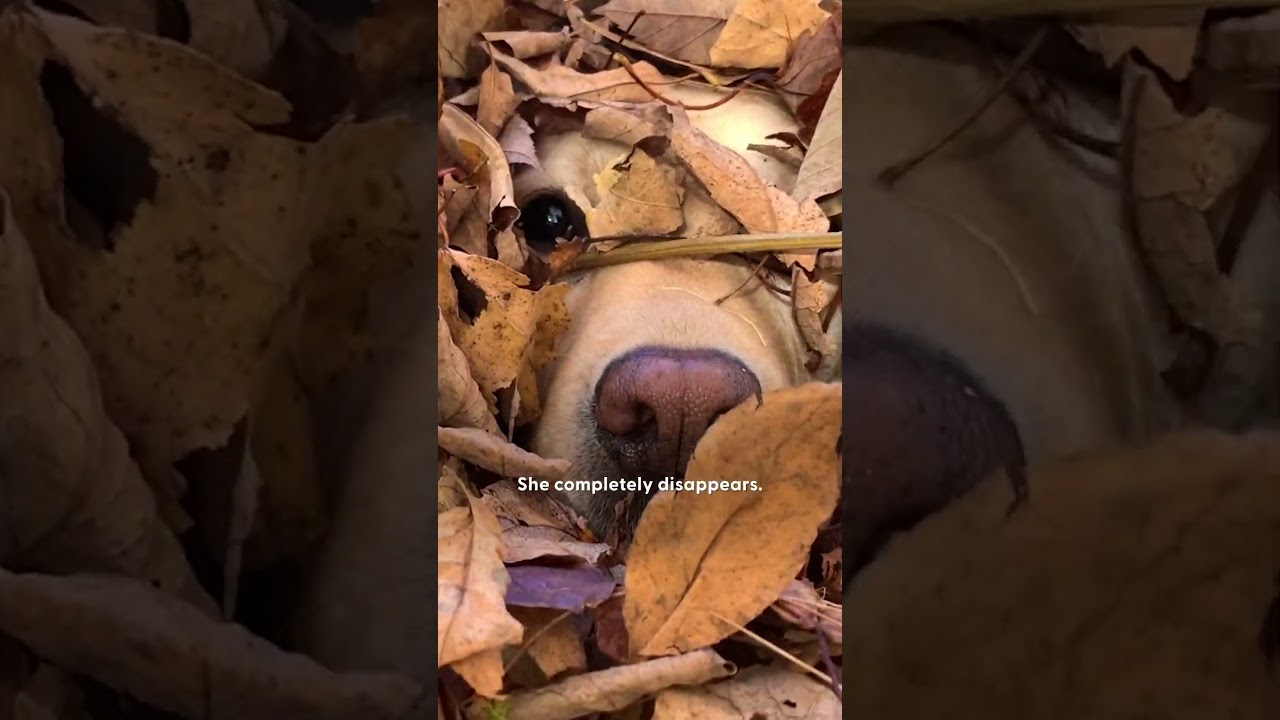 Leaf Piles Are This Dog&rsquo;s Ultimate Playground | The Dodo
