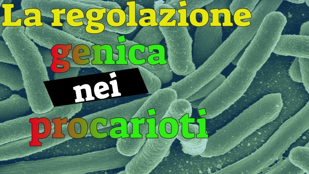 La regolazione genica nei procarioti